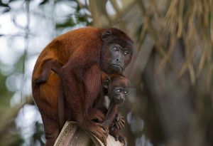 Reserva Nacional Tambopata 116.jpg